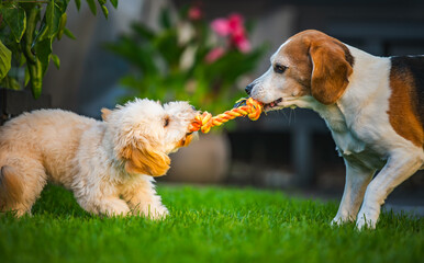 Beagle and Maltipoo Puppy Playing Tug-of-War Outdoors