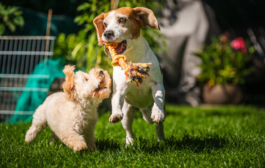 Energetic Dogs Playing Tug-of-War in the Garden