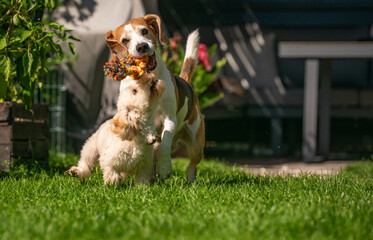 Energetic Dogs Playing with Toy on a Sunny Day
