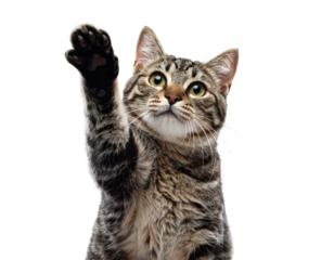 Curious Cat Raising Paw, Front Close-Up, Isolated on Transparent Background