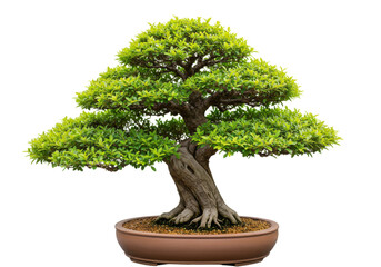 Isolated bonsai tree in a brown ceramic pot with meticulously trimmed green leaves