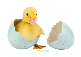 Isolated cute yellow duckling emerging from cracked blue speckled egg, freshly hatched