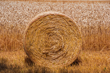 Fin de moisson — botte de paille sous le soleil