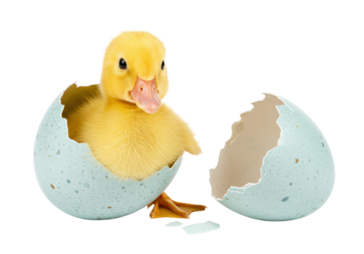 Isolated cute yellow duckling emerging from cracked blue speckled egg, freshly hatched
