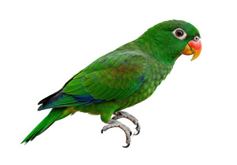 Isolated Vernal Hanging Parrot perching, a small brightly colored parrot with green plumage