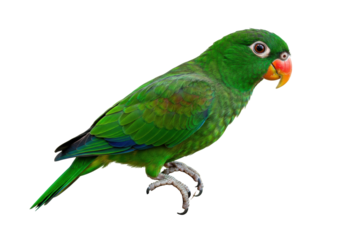 Isolated Vernal Hanging Parrot perching, a small brightly colored parrot with green plumage