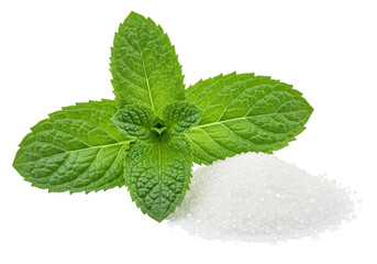 Isolated spearmint sprig resting upon a pile of granulated sugar ready to make Mojito cocktails