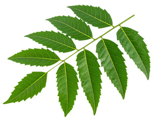 Fresh Neem Leaf Branch, Front Close-Up, Detailed Leaf Veins Visible, Isolated on Transparent Background
