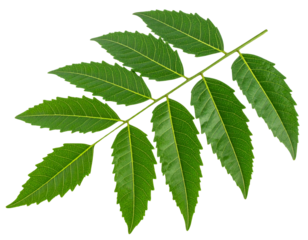 Fresh Neem Leaf Branch, Front Close-Up, Detailed Leaf Veins Visible, Isolated on Transparent Background