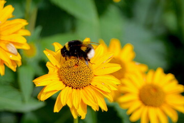 Hummel auf einer gelben Blume