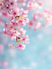 Fototapeta premium Cherry Blossoms in Bloom on a Soft Blue Background.