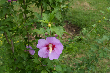 Thin branch of Hibiscus syriacus with one pink flower in September