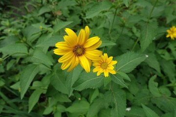 Pair of yellow flowers of Heliopsis helianthoides in June