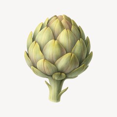 Obraz premium Detailed botanical artichoke illustration.