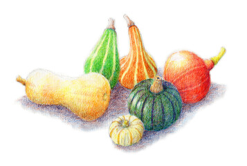 アナログ水彩色鉛筆画いろいろなかぼちゃ