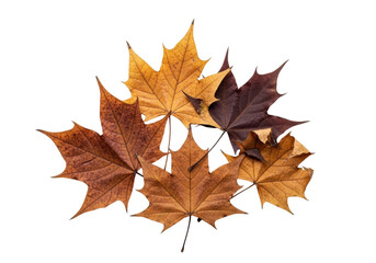 Fototapeta premium Aged, dried maple leaves, ochre, brown, burgundy hues, brittle, cracked. transparent background, soft overhead studio lighting, copy space, concept of natural decay