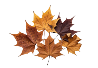 Aged, dried maple leaves, ochre, brown, burgundy hues, brittle, cracked. transparent background, soft overhead studio lighting, copy space, concept of natural decay