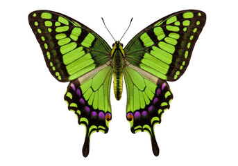 Isolated butterfly Papilio palinurus wings open, an exotic, green iridescent tropical insect © Sarah
