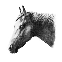 アナログモノトーン水彩画馬の横顔