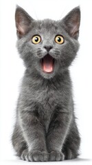 Gray Kitten Sits and Yawning Portrait on White Background Frontal View Cute Expression Big Eyes Open Mouth Pet Animal