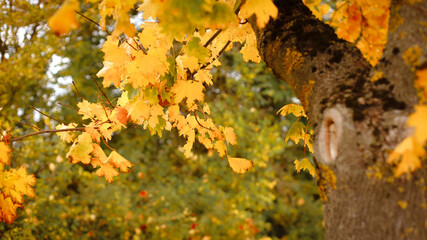 autumn photos, nature in autumn, autumn colors