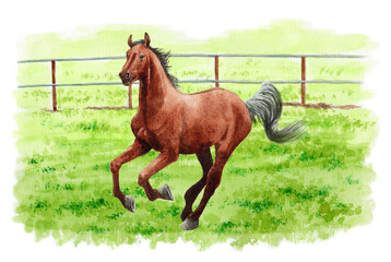 アナログ水彩画牧場を駆ける馬