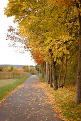 autumn background, autumn colors, leafs