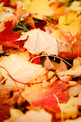 autumn background, autumn colors, leafs