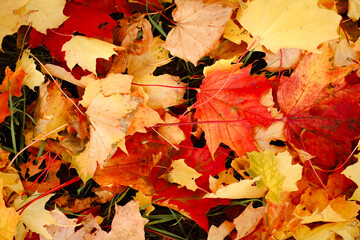 autumn background, autumn colors, leafs