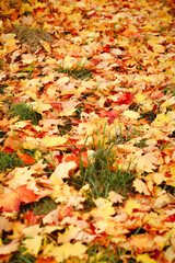 autumn background, autumn colors, leafs