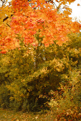 autumn background, autumn colors, leafs