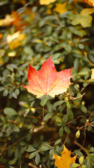 autumn background, autumn colors, leafs