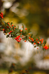 autumn background, autumn colors, leafs