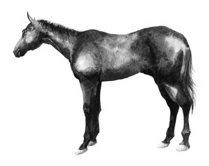 アナログモノトーン水彩画馬の全身