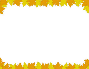 White background with maple leaves. Vector maple. White background with maple leaves for your design or advertising.