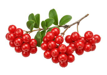 Isolated handful of lingonberry Vaccinium vitis-idaea plant, small red berries on stem with leaves