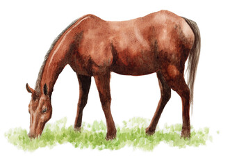 アナログ水彩草を食べる馬