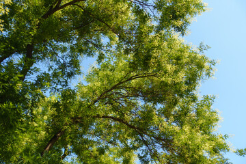 Blue sky and branches of blossoming Styphnolobium japonicum in July