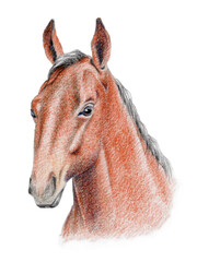 アナログ色鉛筆画馬の顔