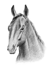 アナログ鉛筆画馬の顔