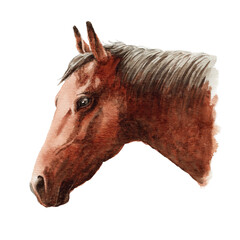 アナログ水彩画馬の横顔