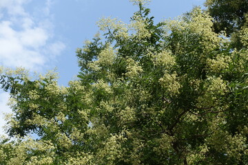 Fototapeta premium Cloudy sky and branches of blossoming Styphnolobium japonicum tree in mid August