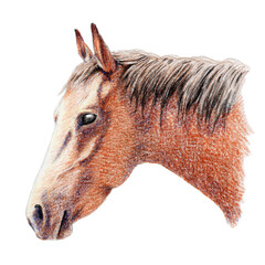 アナログ色鉛筆画馬の横顔