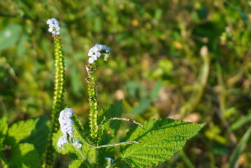 White Scorpion Tail Flower Close-up in Lush Green Field