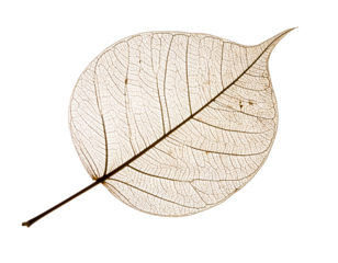 Delicate skeletal leaf against a black backdrop, showcasing intricate vein structure