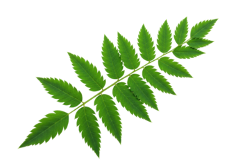 Isolated fern frond, sorbaria sorbifolia foliage, common shrub, nature beauty of fresh leaves