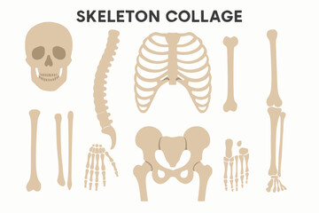 Fototapeta premium skeleton collage anatomy illustration flat minimal clean vector set for educational medical reuse solid color bones structure human body flat vector professional
