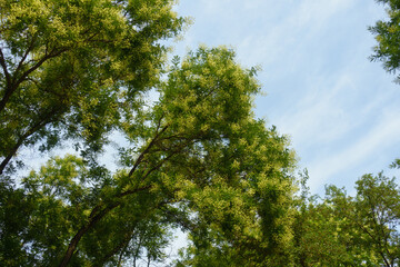Misty blue sky and branches of blossoming Styphnolobium japonicum tree in August