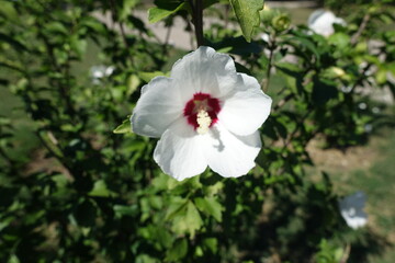 Blossom of white and red Hibiscus syriacus in August