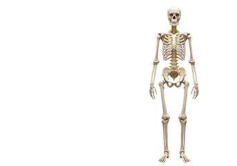 Isolated human skeleton showing structure for medical research with full bone structure